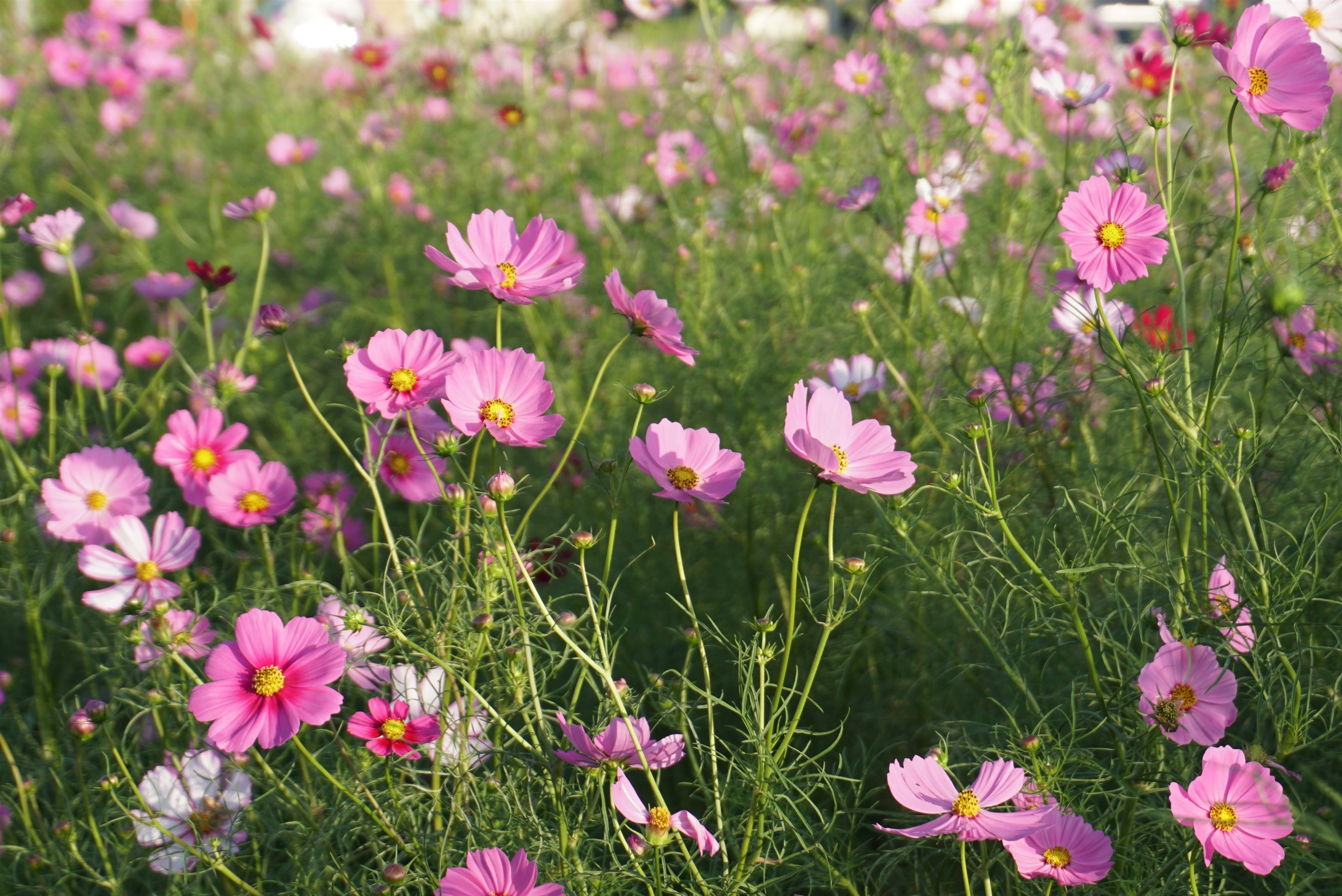 伊勢崎市 韮川を美しくする会 コスモスを育てる会