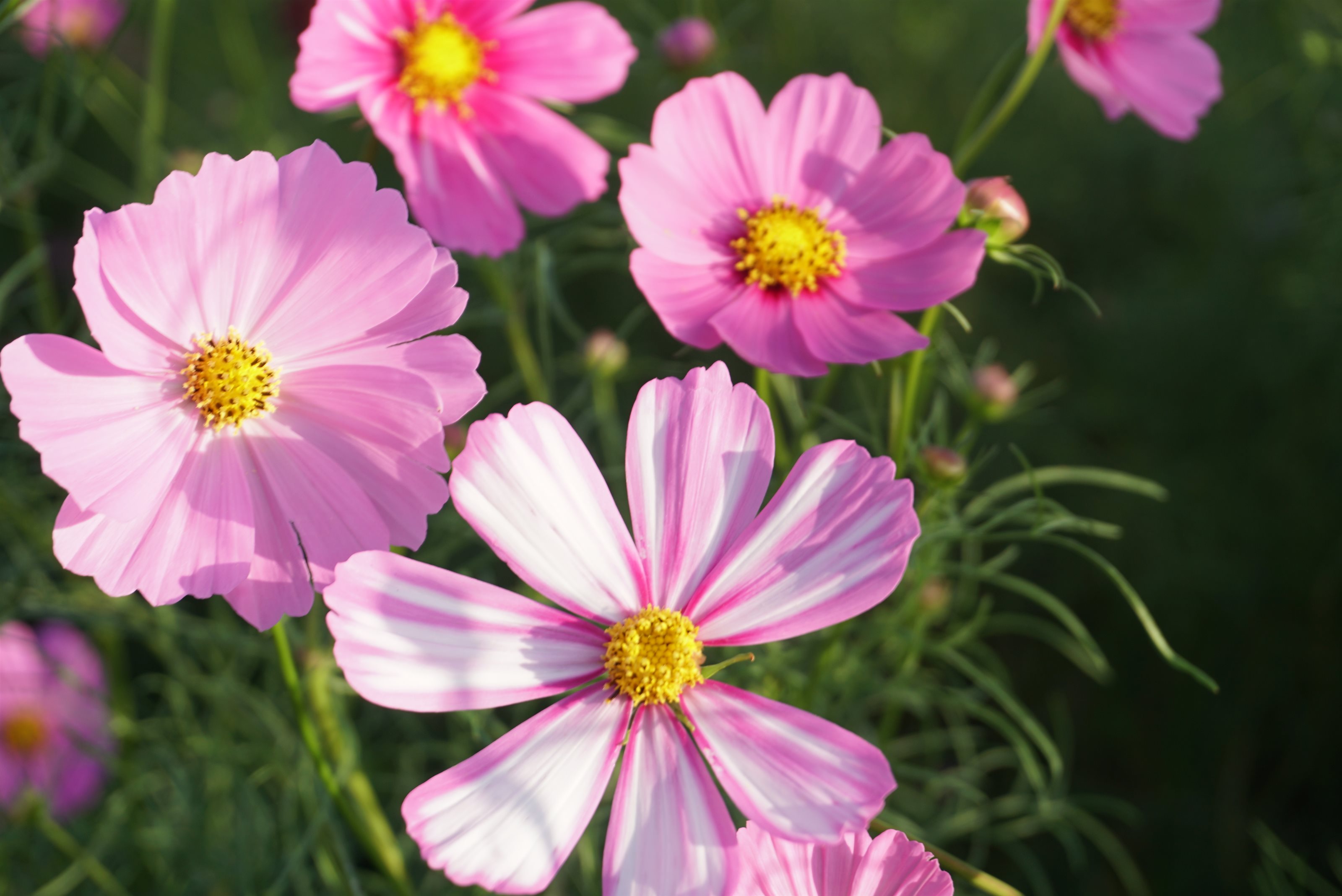 伊勢崎市 韮川を美しくする会 コスモスを育てる会